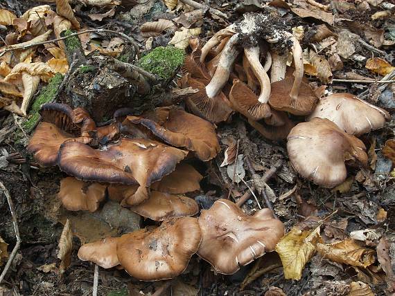 poľnička Agrocybe sp.