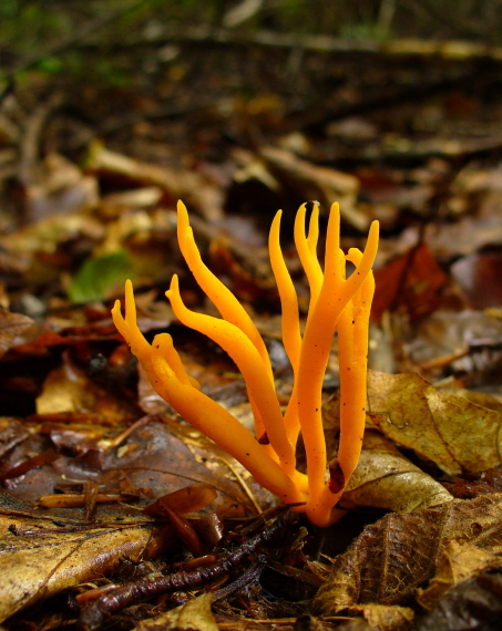 parôžkovec  lepkavý Calocera  viscosa