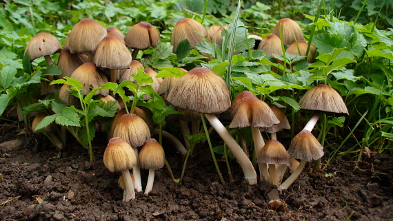 hnojník ligotavý Coprinellus micaceus (Bull.) Vilgalys, Hopple & Jacq. Johnson