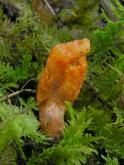 žezlovka hmyzová Cordyceps militaris (Fr.) Link