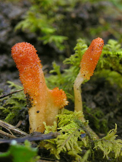 žezlovka hmyzová Cordyceps militaris (Fr.) Link