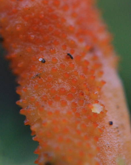 žezlovka hmyzová Cordyceps militaris (Fr.) Link