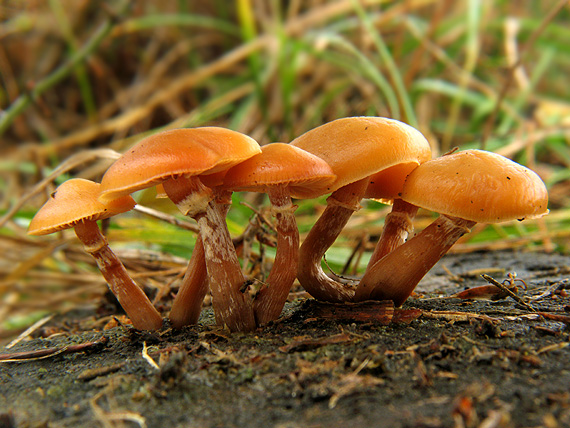 kapucňovka okrovohnedastá Galerina marginata (Batsch) Kühner