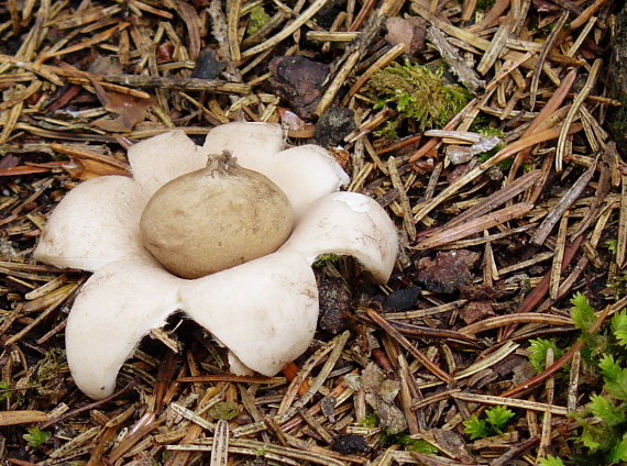 hviezdovka strapkatá Geastrum fimbriatum Fr.