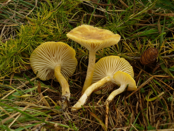 šťavnačka smrekovcová Hygrophorus lucorum Kalchbr.