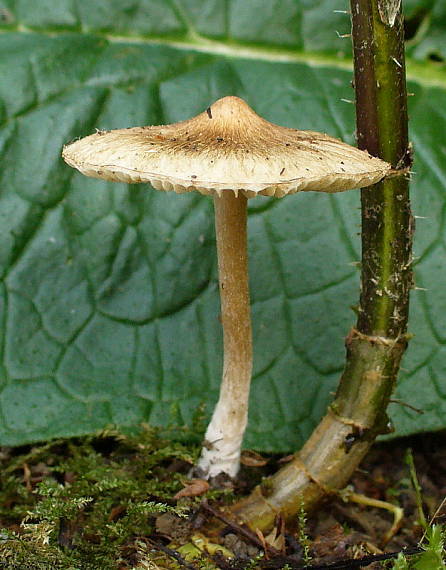 vláknica Inocybe sp.