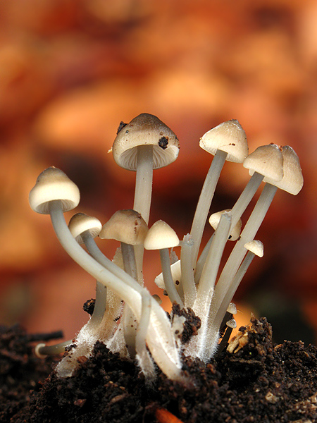 prilbička Mycena sp.