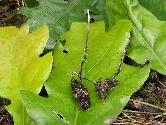 žezlovka bystrušková Ophiocordyceps entomorrhiza (Dicks.) G.H. Sung, J.M. Sung, Hywel-Jones & Spatafora