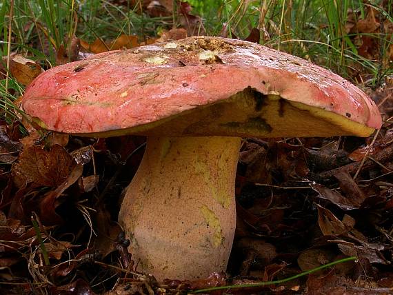 hríb Le Galovej Rubroboletus legaliae (Pilát & Dermek) Della Maggiora & Trassin.