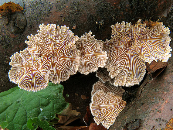 klanolupeňovka obyčajná Schizophyllum commune Fr.