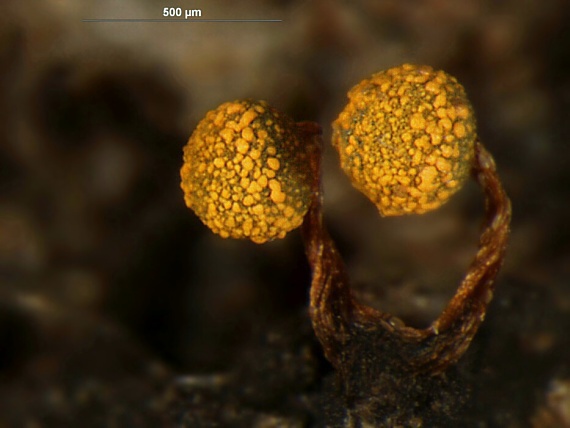 slizovka - vápenatka Physarum auriscalpium Cooke