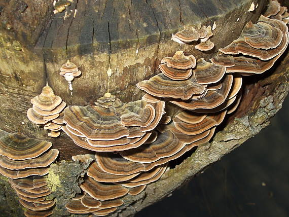 trúdnikovec pestrý Trametes versicolor (L.) Lloyd