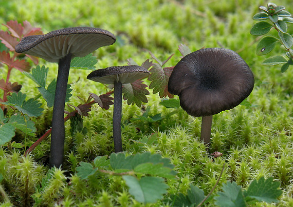 Entoloma sp.