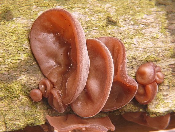 uchovec bazový Auricularia auricula-judae (Bull.) Quél.