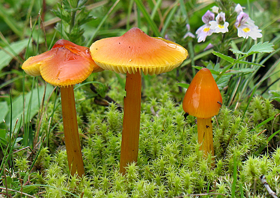 lúčnica kužeľovitá Hygrocybe conica (Schaeff.) P. Kumm.