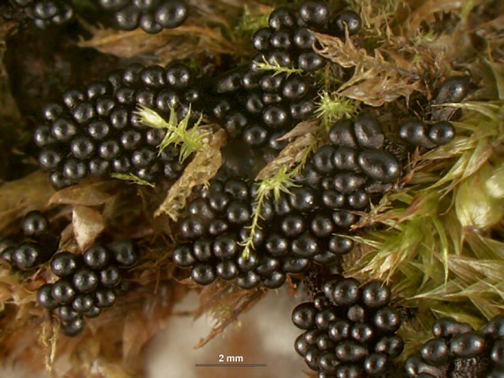 slizovka - Vosnatka Metatrichia floriformis (Schwein.) Nann.-Bremek.