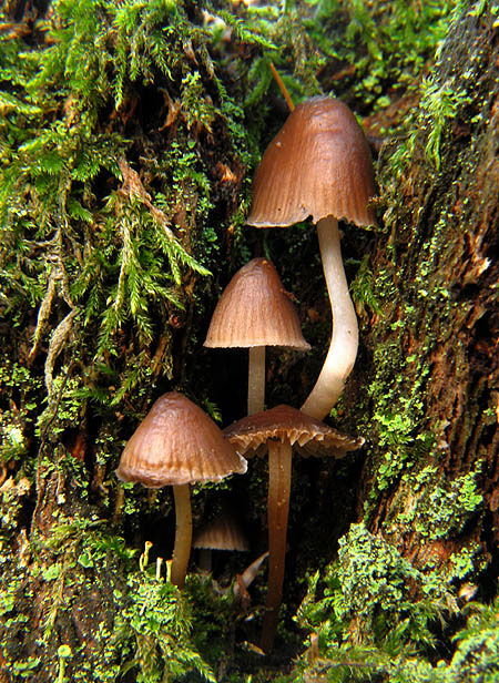 prilbička Mycena tintinabulum