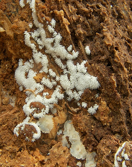 rohačka kríčkovitá Ceratiomyxa fruticulosa var. fruticulosa (O.F. Müll.) T. Macbr