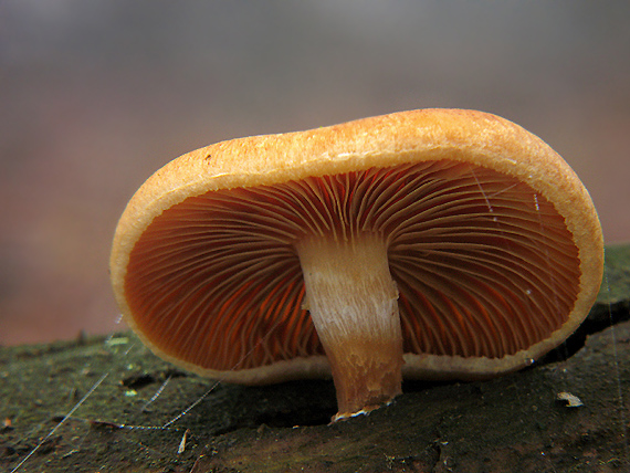 šupinovec nevoňavý Gymnopilus penetrans (Fr.) Murrill