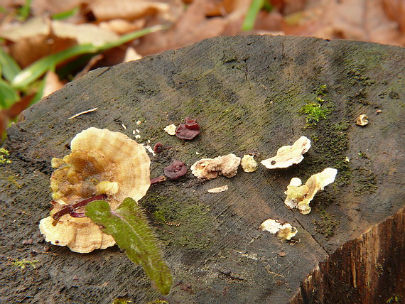 pevník a vrtidlovka Stereum sp. a Ascocoryne sp.