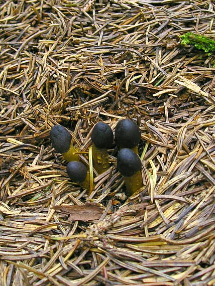 žezlovka hlavičkatá Tolypocladium capitatum (Holmsk.) Quandt, Kepler & Spatafora