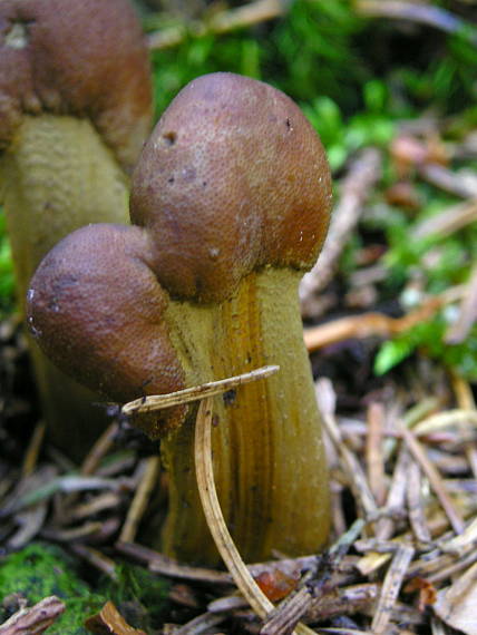 žezlovka hlavičkatá Tolypocladium capitatum (Holmsk.) Quandt, Kepler & Spatafora