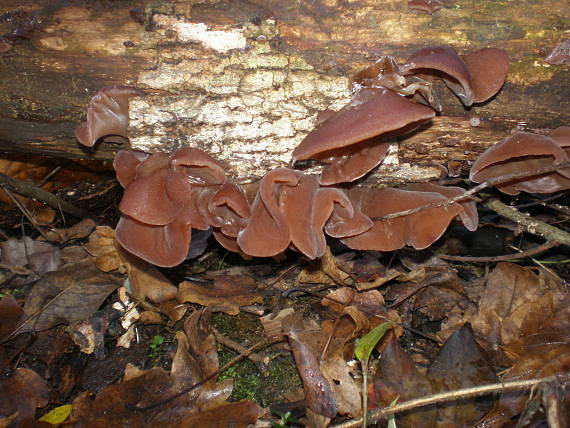 uchovec bazový Auricularia auricula-judae (Bull.) Quél.