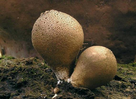 prášnica hruškovitá Lycoperdon pyriforme Schaeff.