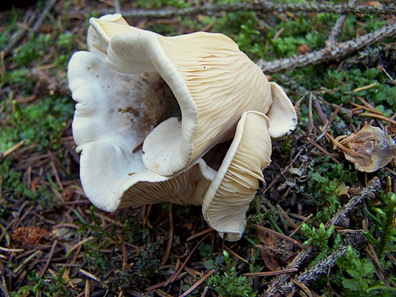 strmuľka Clitocybe sp.