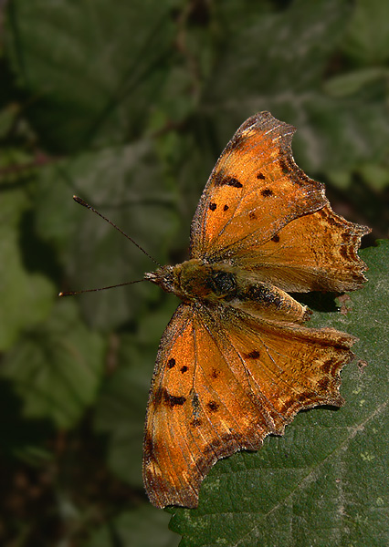 babôčka liesková Polygonia egea