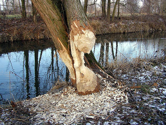 okusy bobra evropského