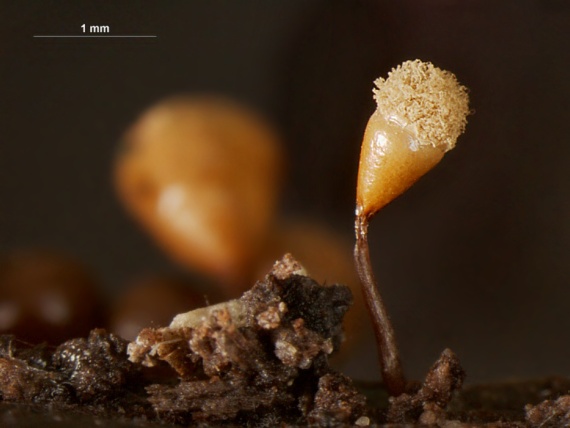 slizovka - vlasenka Hemitrichia calyculata (Speg) M. L Farr. 1974