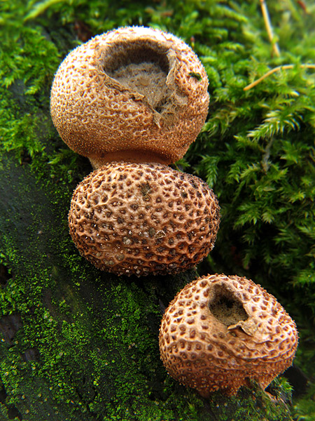 prášnica Lycoperdon sp.