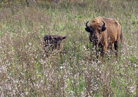 zubr Evropský Bison bonasus