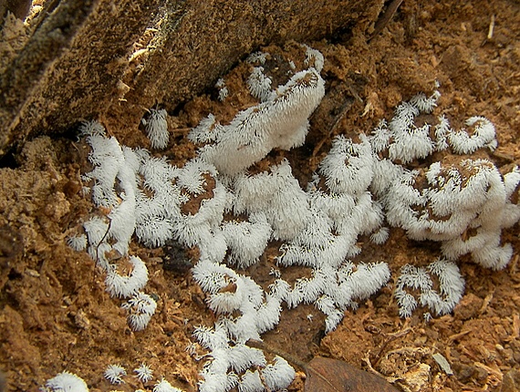 rohačka kríčkovitá Ceratiomyxa fruticulosa var. fruticulosa (O.F. Müll.) T. Macbr