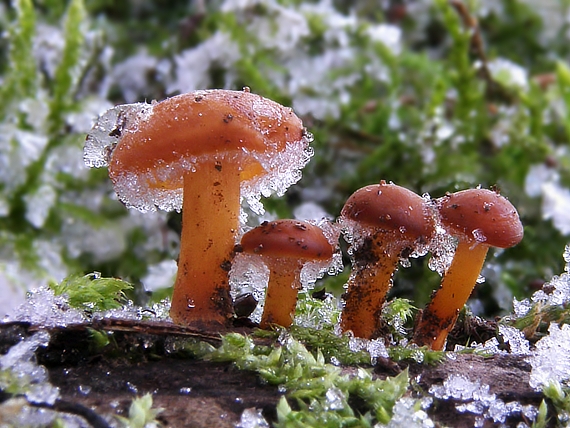 plamienka zimná Flammulina velutipes (Curtis) Singer