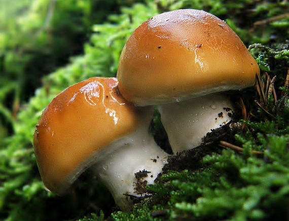 pavučinovec Cortinarius sp.