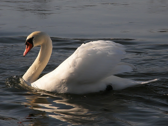 labuť hrbozobá Cygnus olor