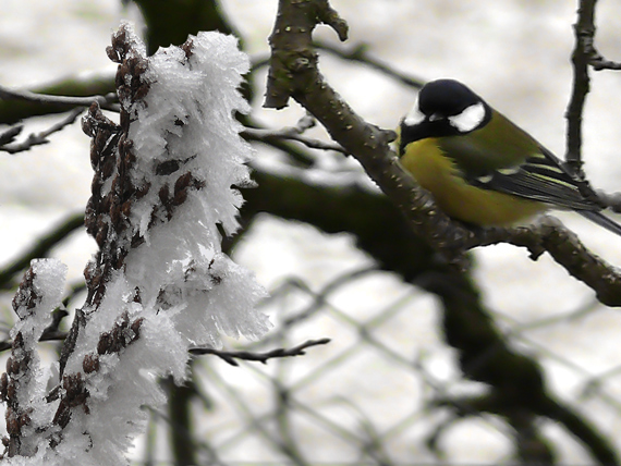 sýkorka bielolíca Parus major