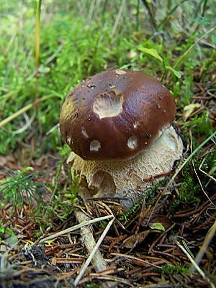 hríb smrekový Boletus edulis Bull.