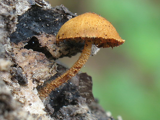 flamulaster ovešaný Flammulaster muricatus (Fr.) Watling