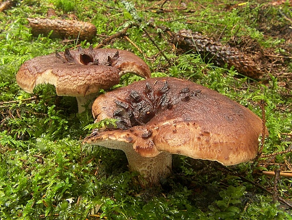 jelenkovec škridlicovitý Sarcodon imbricatus (L.) P. Karst.