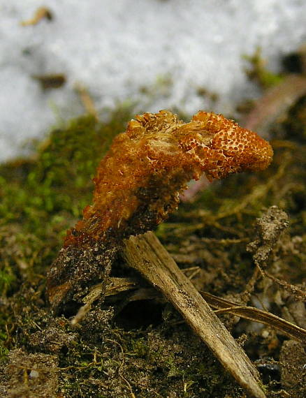 žezlovka hmyzová Cordyceps militaris (Fr.) Link