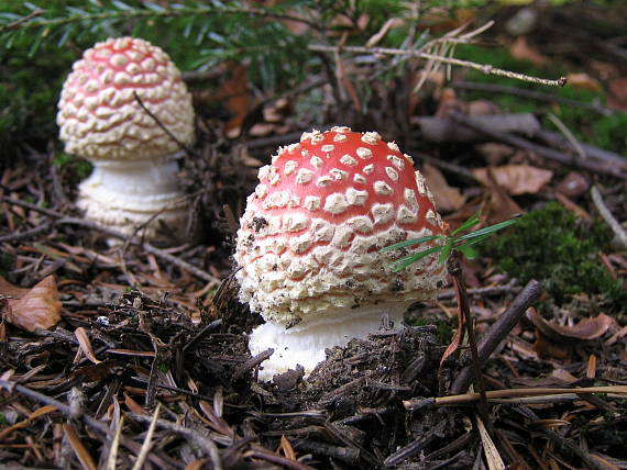 muchotrávka červená Amanita muscaria (L.) Lam.