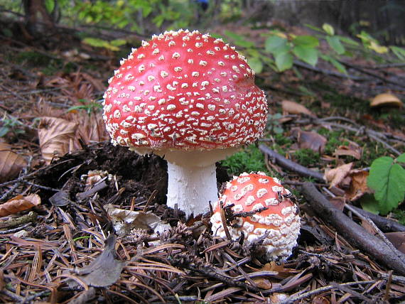 muchotrávka červená Amanita muscaria (L.) Lam.