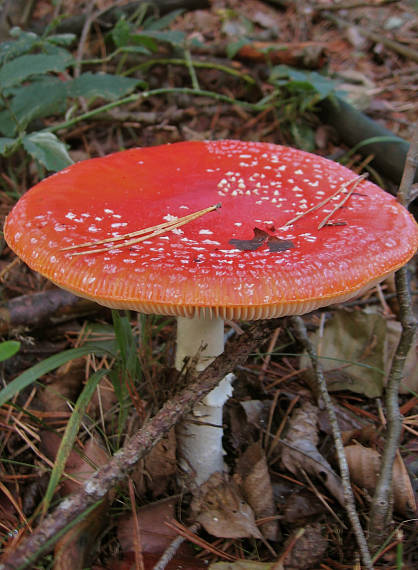 muchotrávka červená Amanita muscaria (L.) Lam.