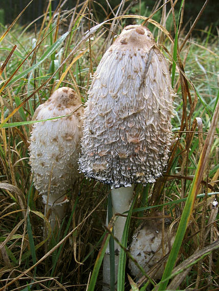 hnojník obyčajný Coprinus comatus (O.F. Müll.) Pers.