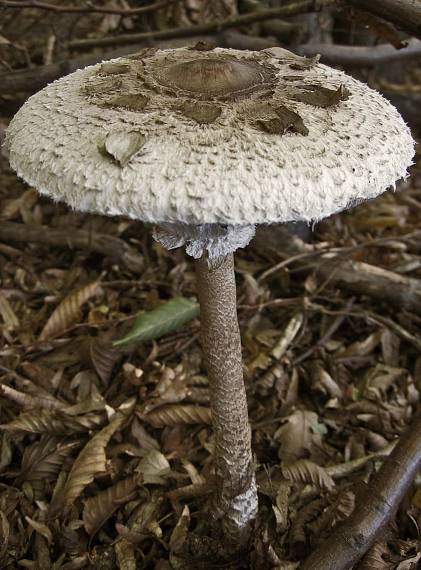 bedľa vysoká Macrolepiota procera (Scop.) Singer