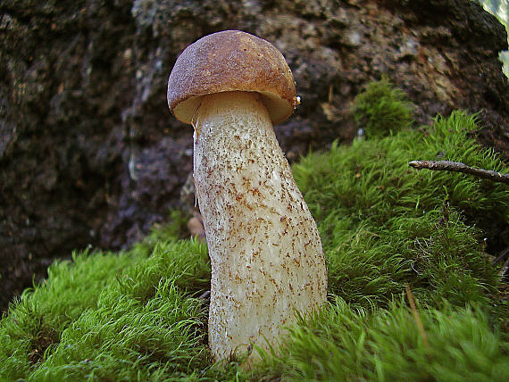 kozák brezový Leccinum scabrum (Bull.) Gray