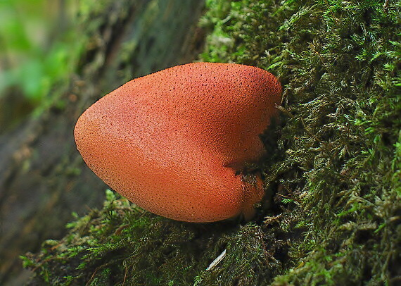 pečeňovec dubový Fistulina hepatica (Schaeff.) With.